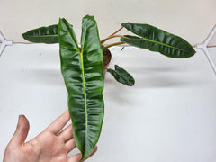 Philodendron Billietiae