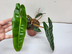 Philodendron Billietiae