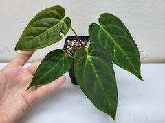 Anthurium Dark Mama (Papillilaminum x Warocqueanum)