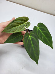 Anthurium Dark Mama (Papillilaminum x Warocqueanum)