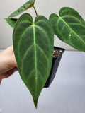Anthurium Dark Mama (Papillilaminum x Warocqueanum)