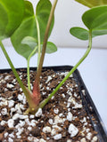 Anthurium Dark Mama (Papillilaminum x Warocqueanum)