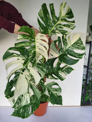 Monstera Variegata XXL