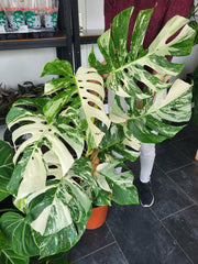 Monstera Variegata XXL