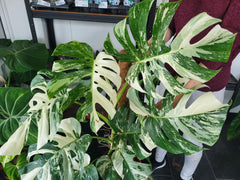 Monstera Variegata XXL