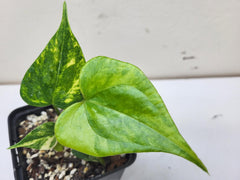 Anthurium Pterodactyl Variegata