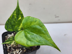 Anthurium Pterodactyl Variegata