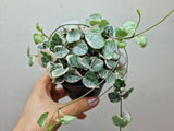 String of Hearts Variegata