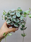 String of Hearts Variegata