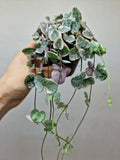 String of Hearts Variegata