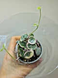 String of Hearts Variegata