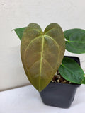 Anthurium Papillilaminum