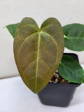 Anthurium Papillilaminum