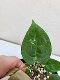 Anthurium Papillilaminum