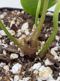 Anthurium Papillilaminum