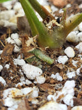 Anthurium Papillilaminum