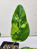 Philodendron Jungle Fever Variegata