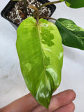 Philodendron Jungle Fever Variegata