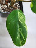 Philodendron Jungle Fever Variegata