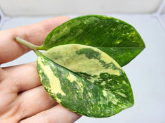 Zamioculcas Zamiifolia Variegata