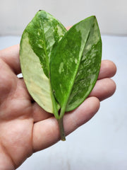 Zamioculcas Zamiifolia Variegata