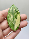 Zamioculcas Zamiifolia Variegata