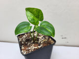 Anthurium Clarinervium Variegata