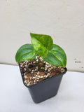 Anthurium Clarinervium Variegata