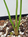 Anthurium Clarinervium Variegata