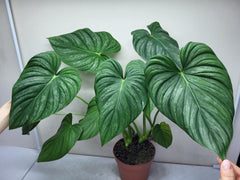 Philodendron Pastazanum Hybrid