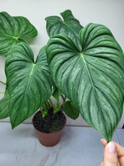 Philodendron Pastazanum Hybrid