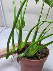 Philodendron Pastazanum Hybrid