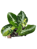 Syngonium Scrambled Eggs