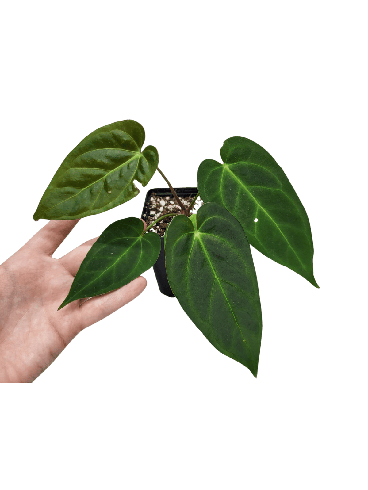 Anthurium Dark Mama (Papillilaminum x Warocqueanum)