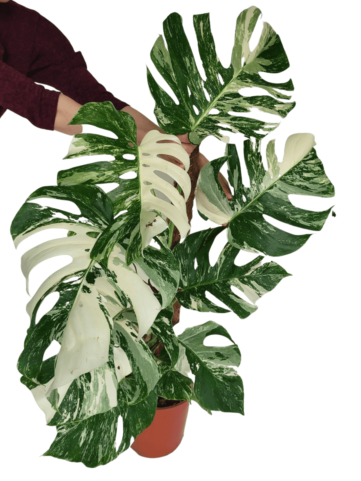 Monstera Variegata XXL