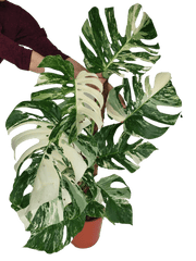 Monstera Variegata XXL