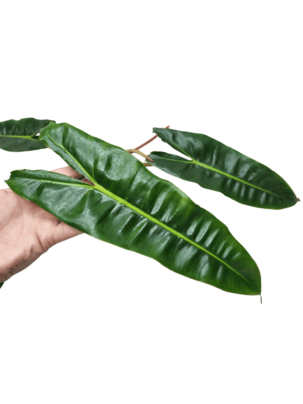 Philodendron Billietiae